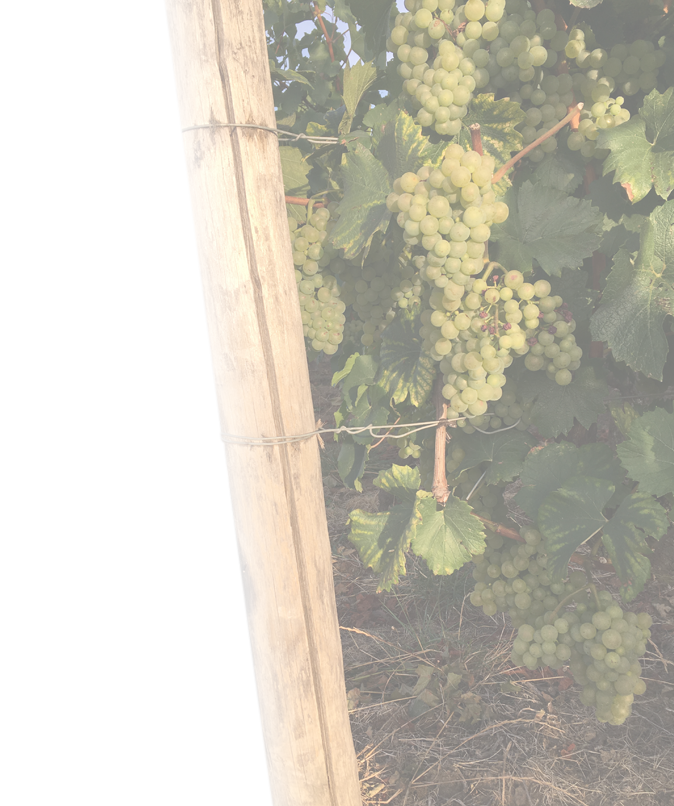 Domaine Larochette - Vins de Bourgogne 71