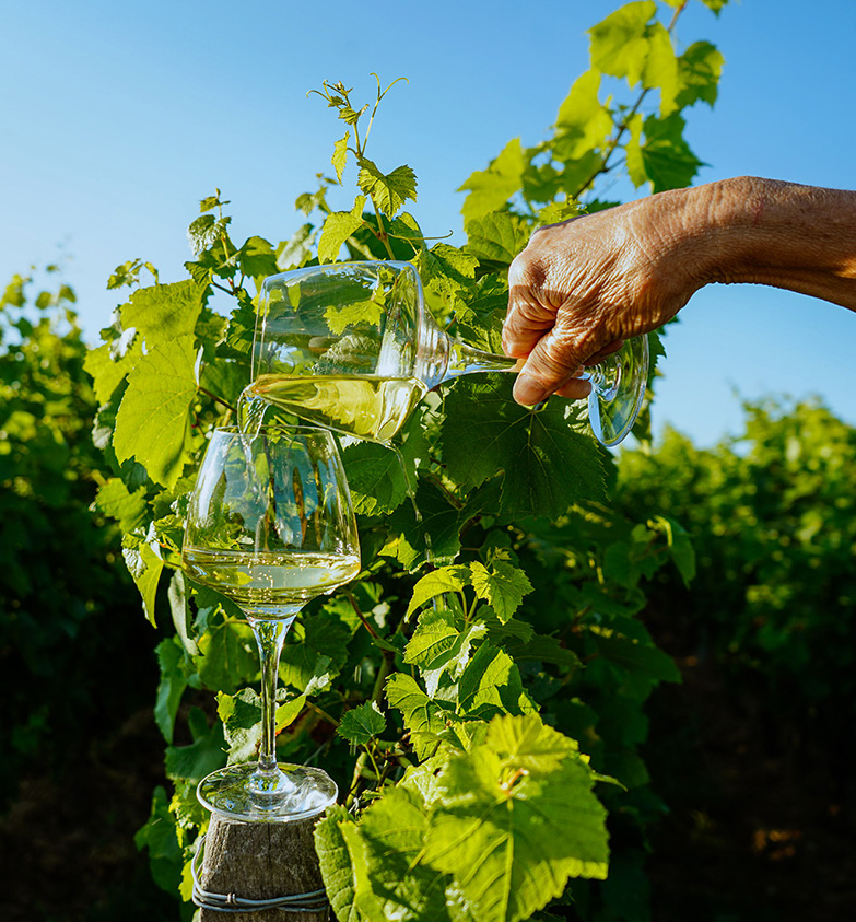 Le domaine - Vins de Bourgogne